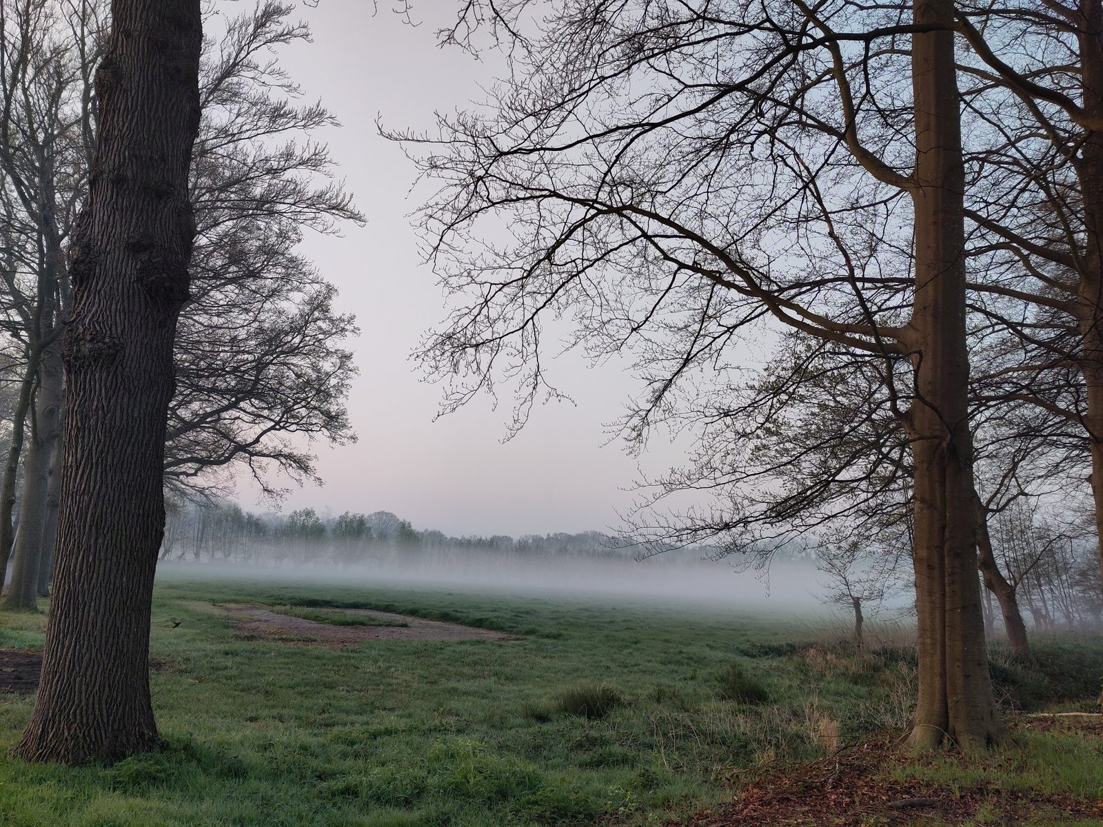 Ochtendnevel boven een veld in de Utrechtse Heuvelrug