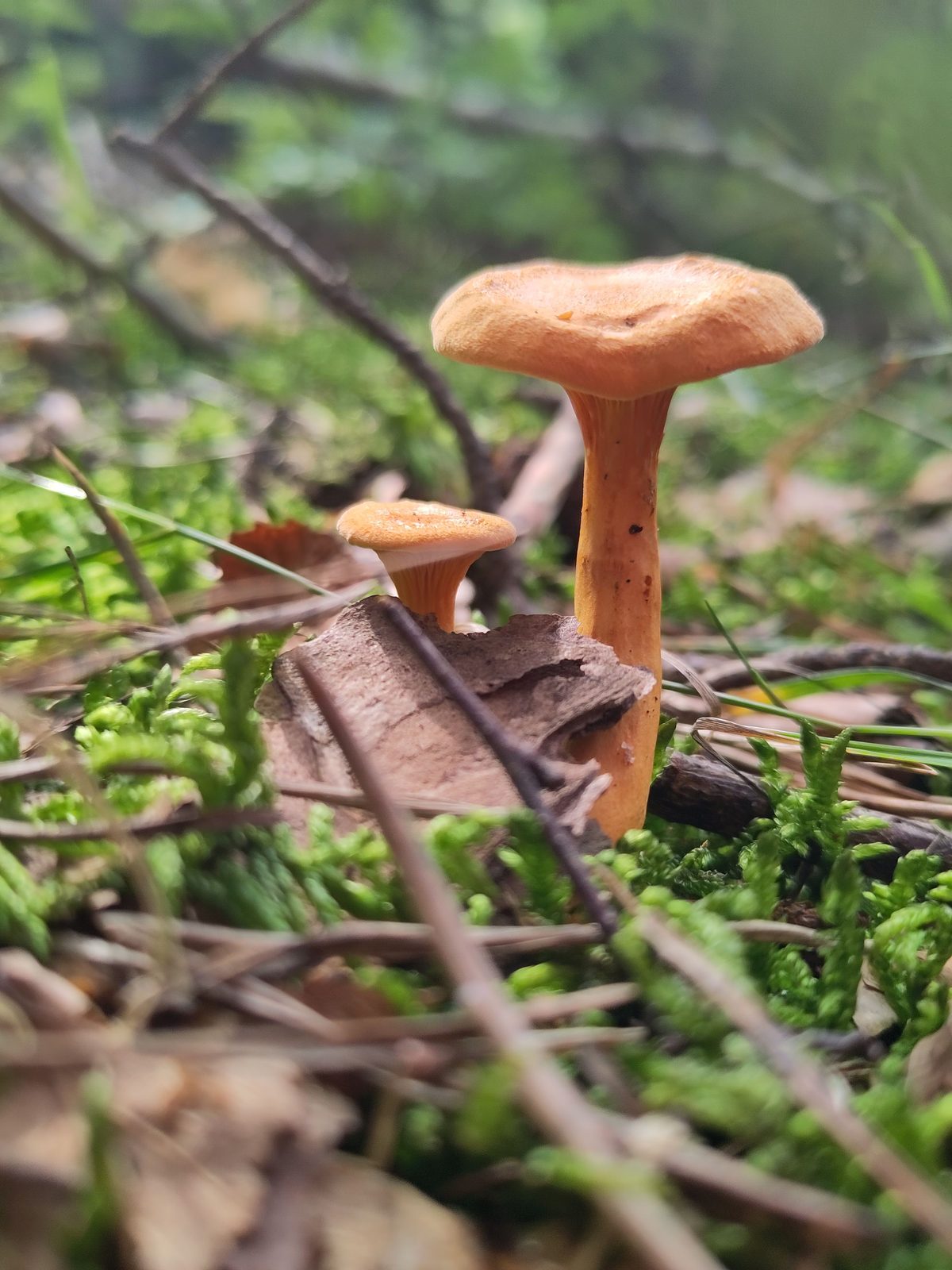 Twee oranje paddenstoelen tussen helder groen mos op de bosbodem — als kleine initiatieven die opkomen in het rijke weefsel van de Heuvelrug
