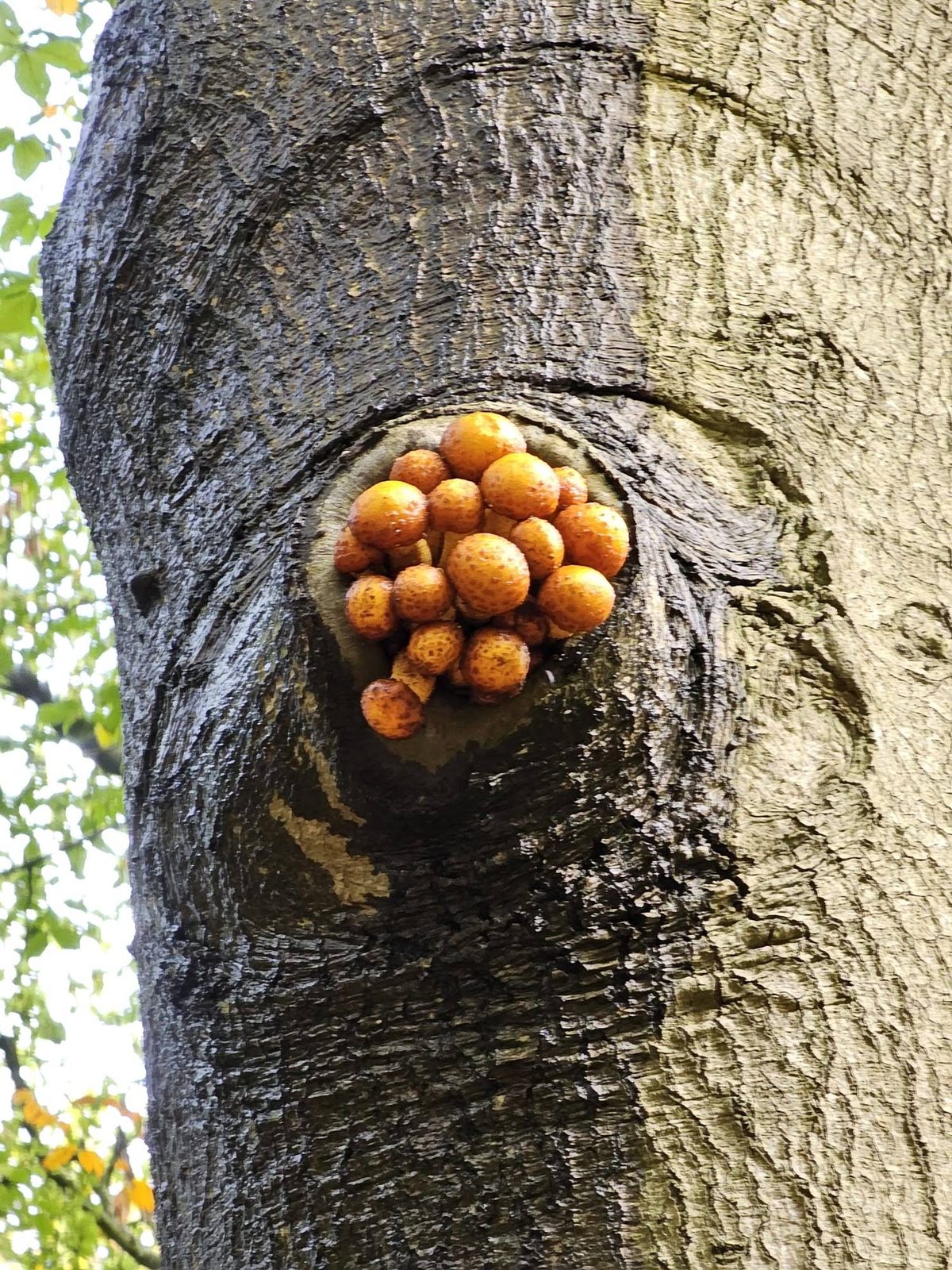 Een tros oranje paddenstoelen die uit een holte in een boomstam groeit — als gemeenschapslabels die opkomen vanuit een gedeelde basis