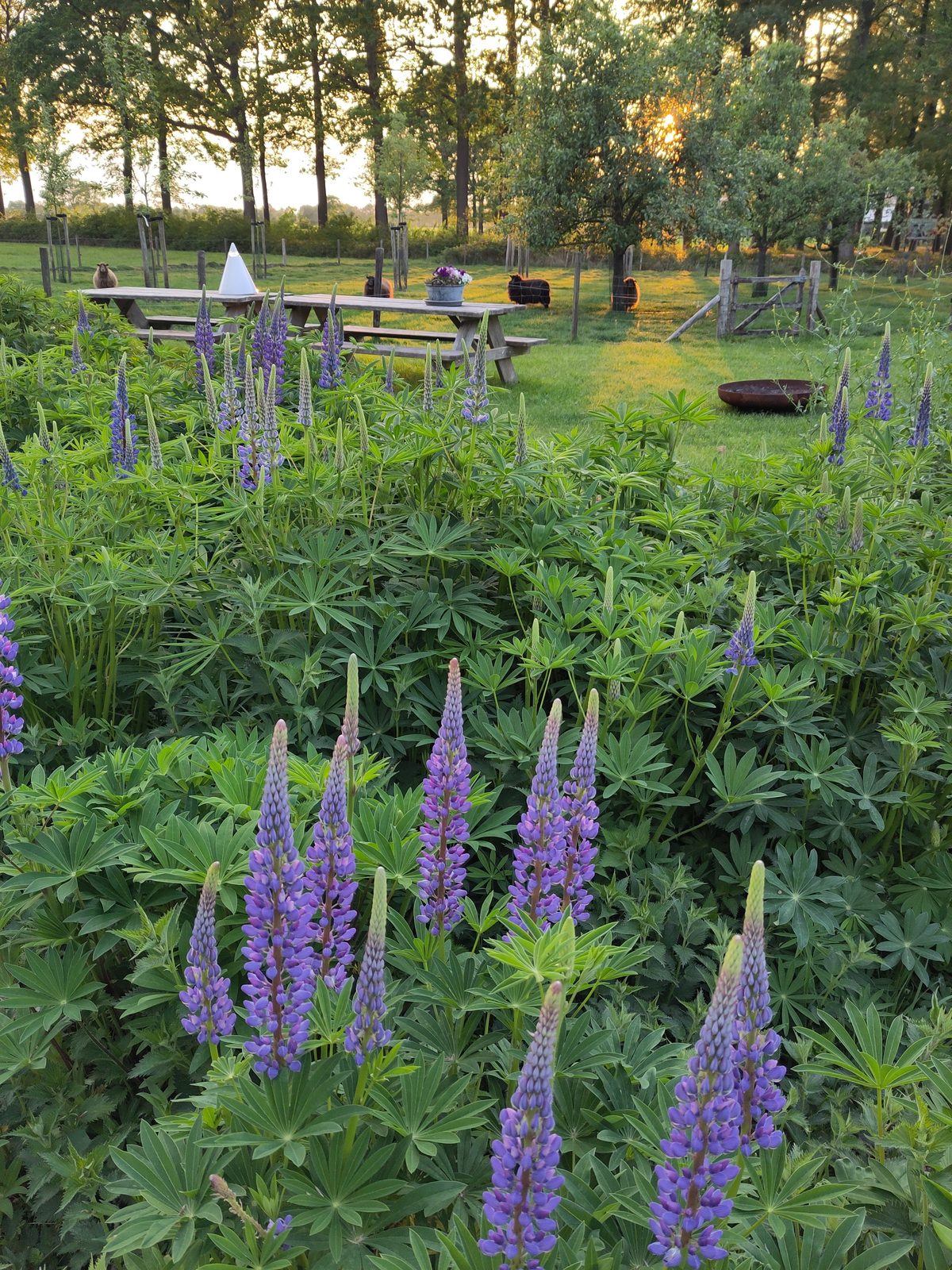 Een geel-gestreepte deken op het gras met fruit, brood en bloemen, in een veld met paarse lupines en jonge bomen op de achtergrond