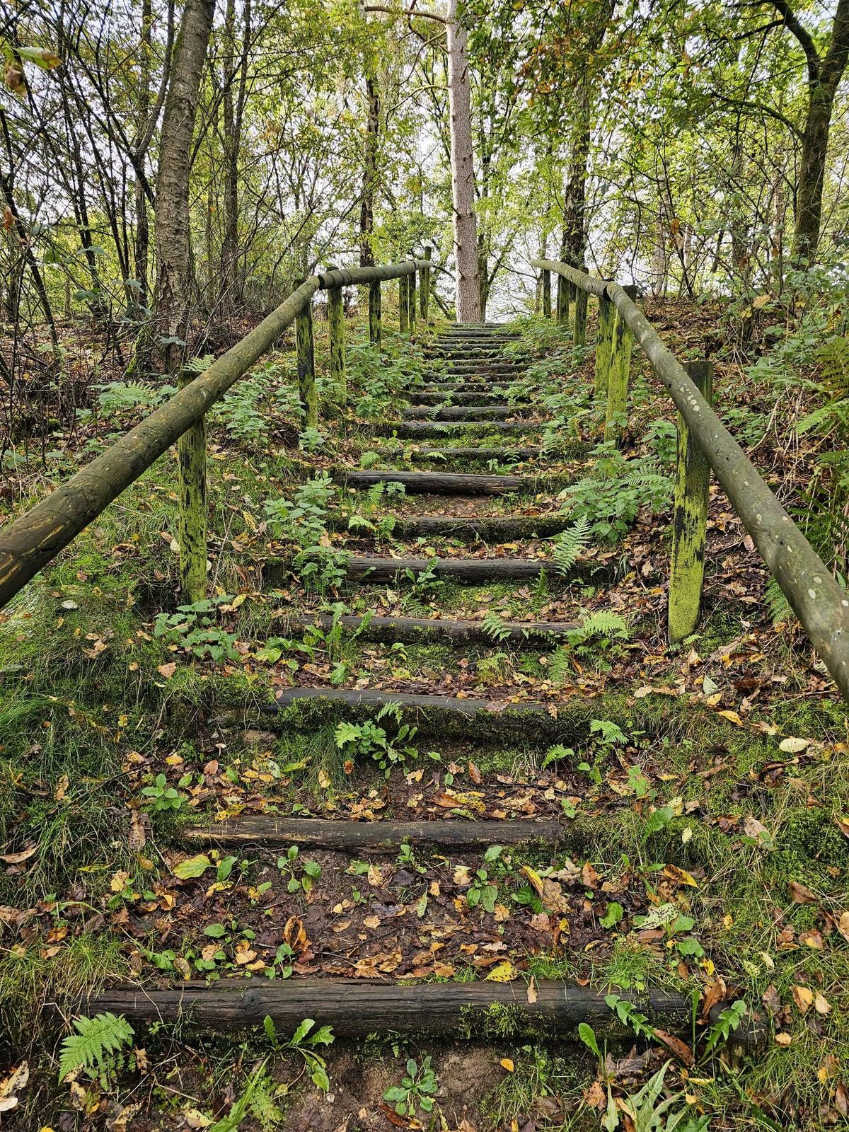 Houten boomstam-trappen die door het bos omhoog gaan